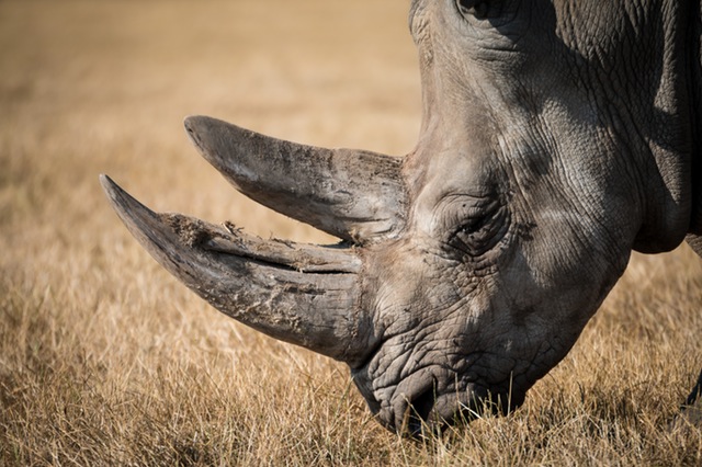 Wildlife